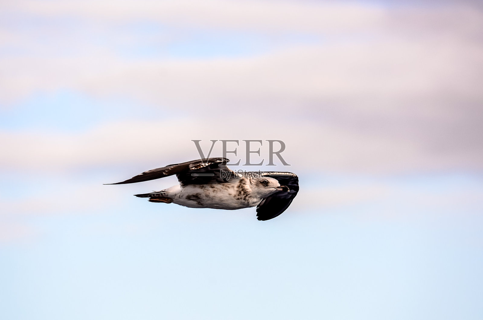 一只鸟在天空中展翅飞翔。照片摄影图片