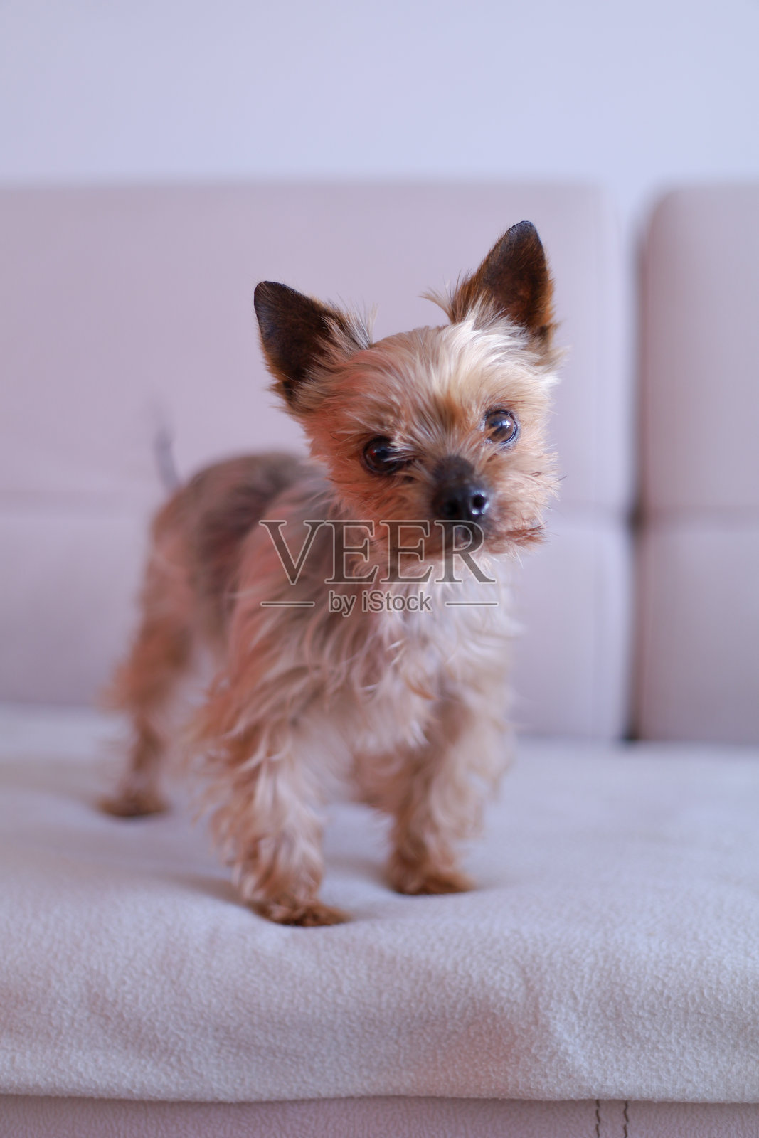 可爱的老约克夏犬，带着好奇的神情照片摄影图片