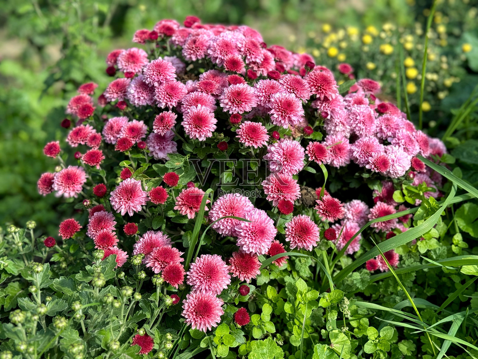 粉色花朵的花园菊花灌木照片摄影图片