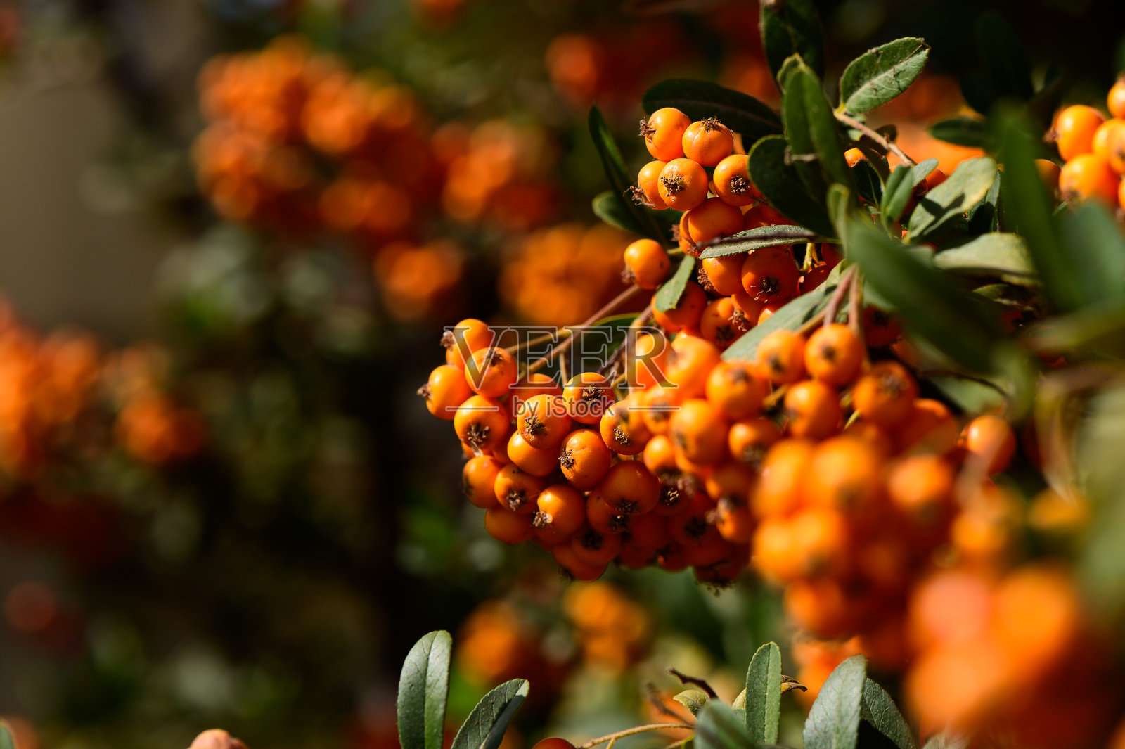 在郁郁葱葱的绿叶间，鲜艳的橙色浆果在午后的阳光下闪闪发光。照片摄影图片
