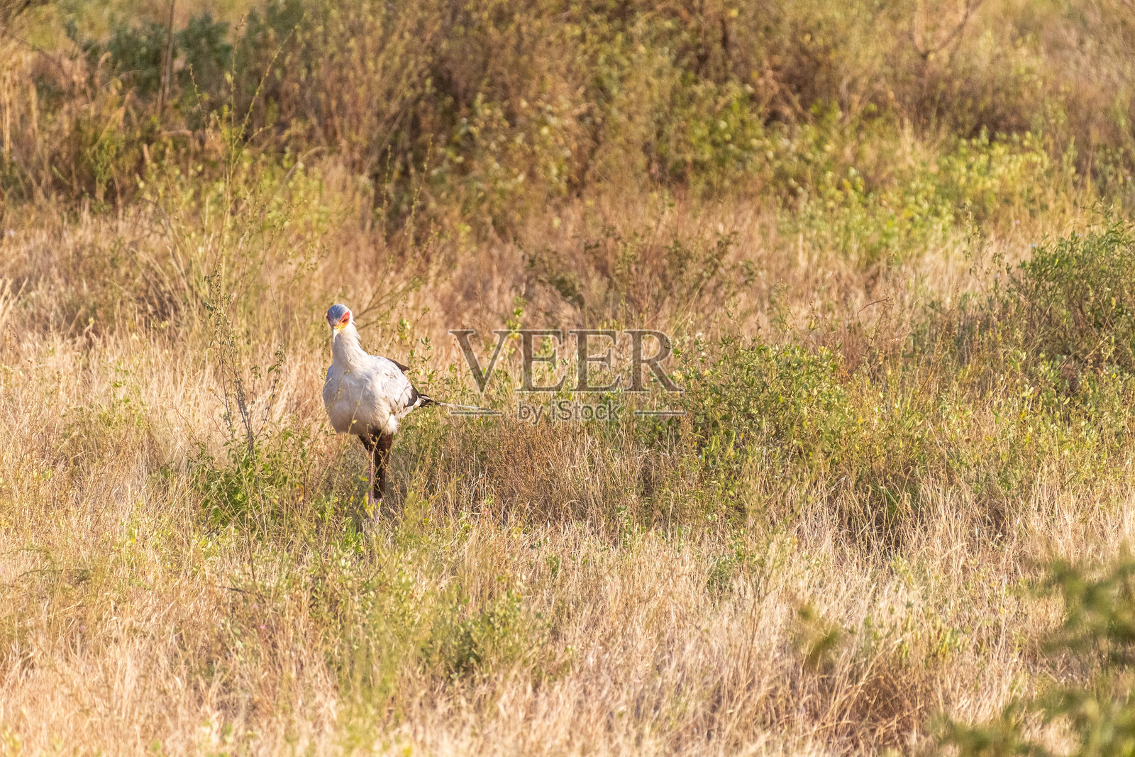 桑布鲁国家保护区的秘书鸟照片摄影图片