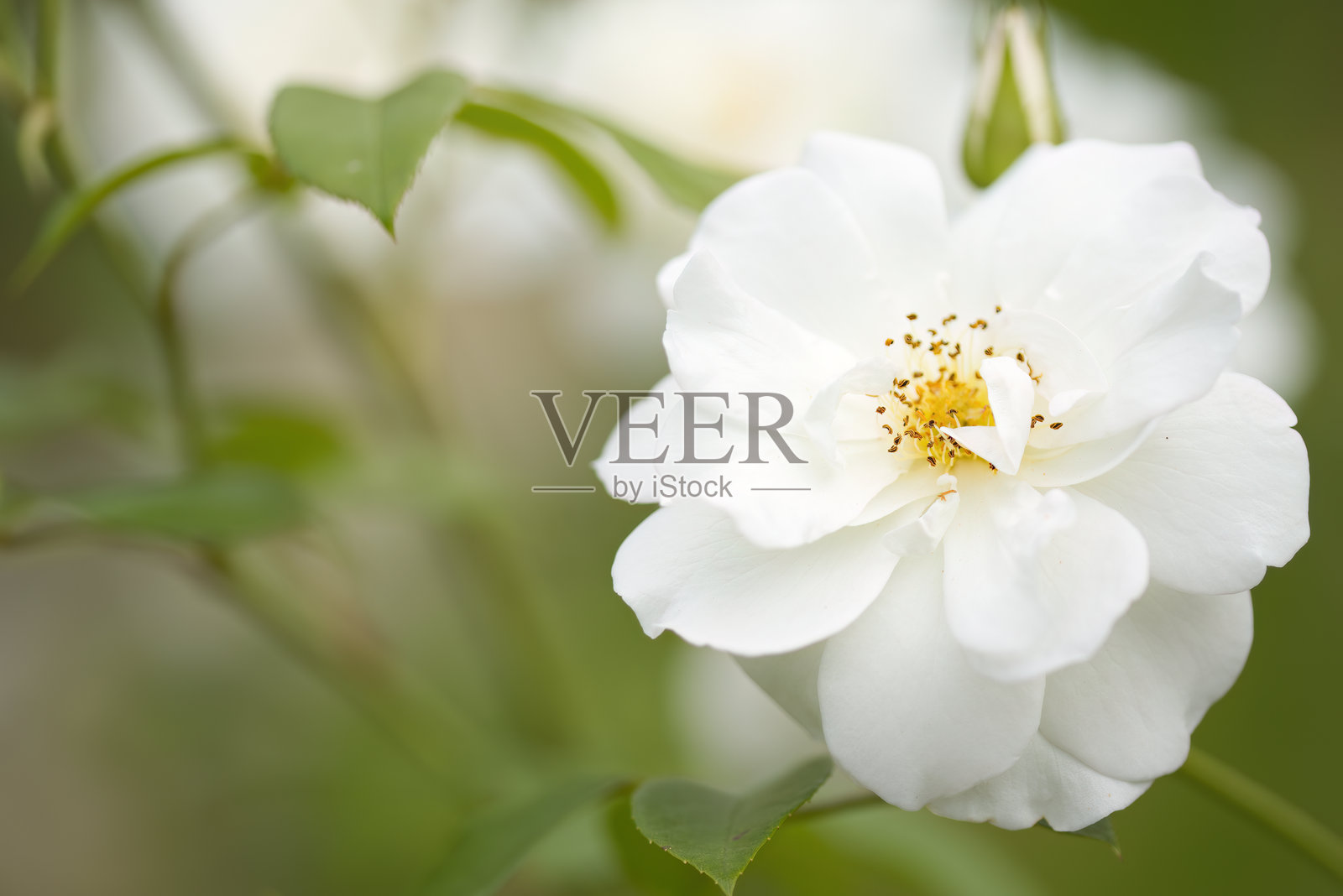 美丽的白色花朵，特写花粉柱，特写白色花朵，像玫瑰的白色花朵，绿色叶子和背景照片摄影图片