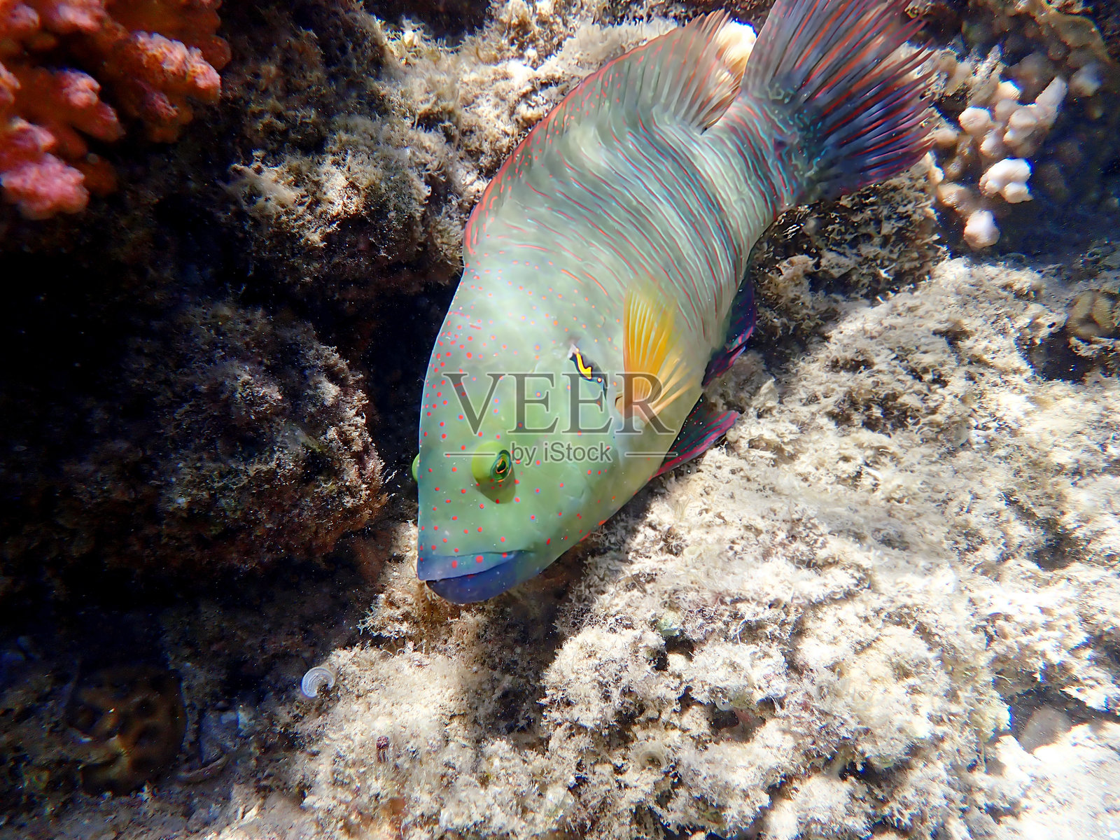 扫尾隆头鱼 - (Cheilinus lunulatus)照片摄影图片