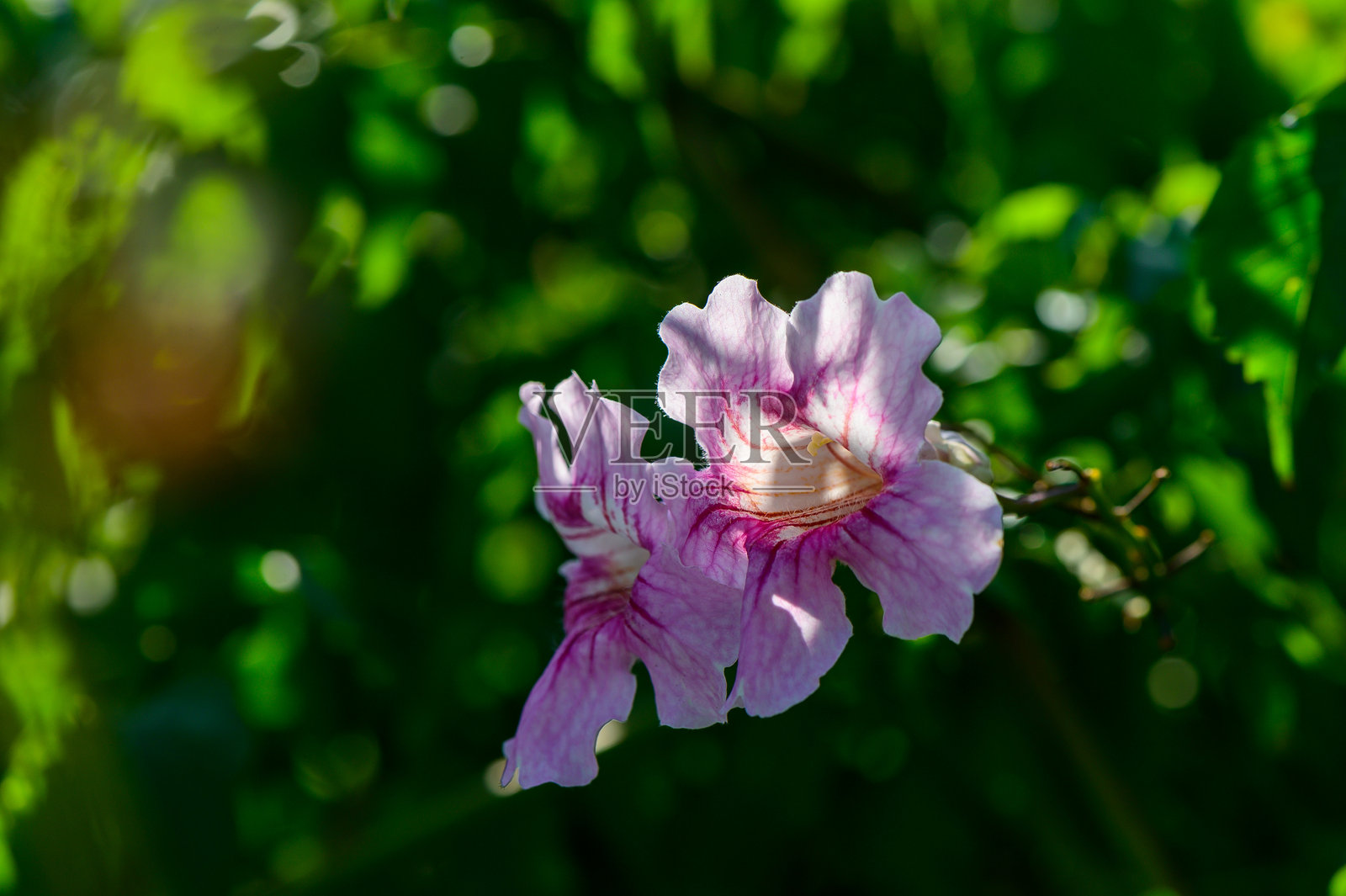 在宁静的花园中，娇嫩的粉色花朵在阳光下绽放，周围环绕着郁郁葱葱的绿植。照片摄影图片
