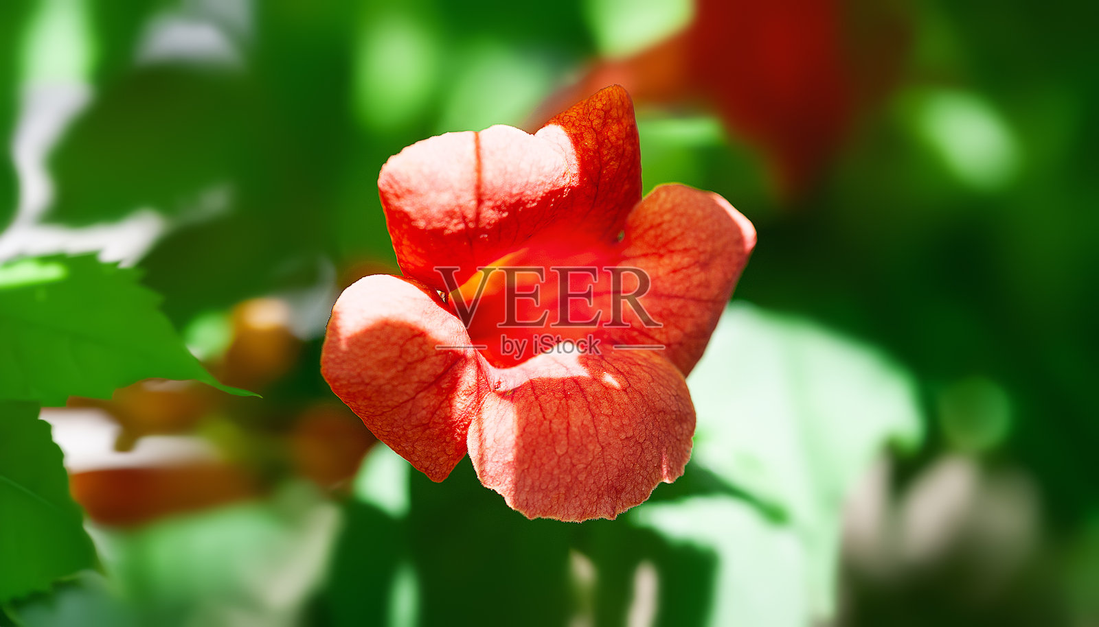 红橙色的凌霄花。攀爬的花园花卉。选择性对焦照片摄影图片