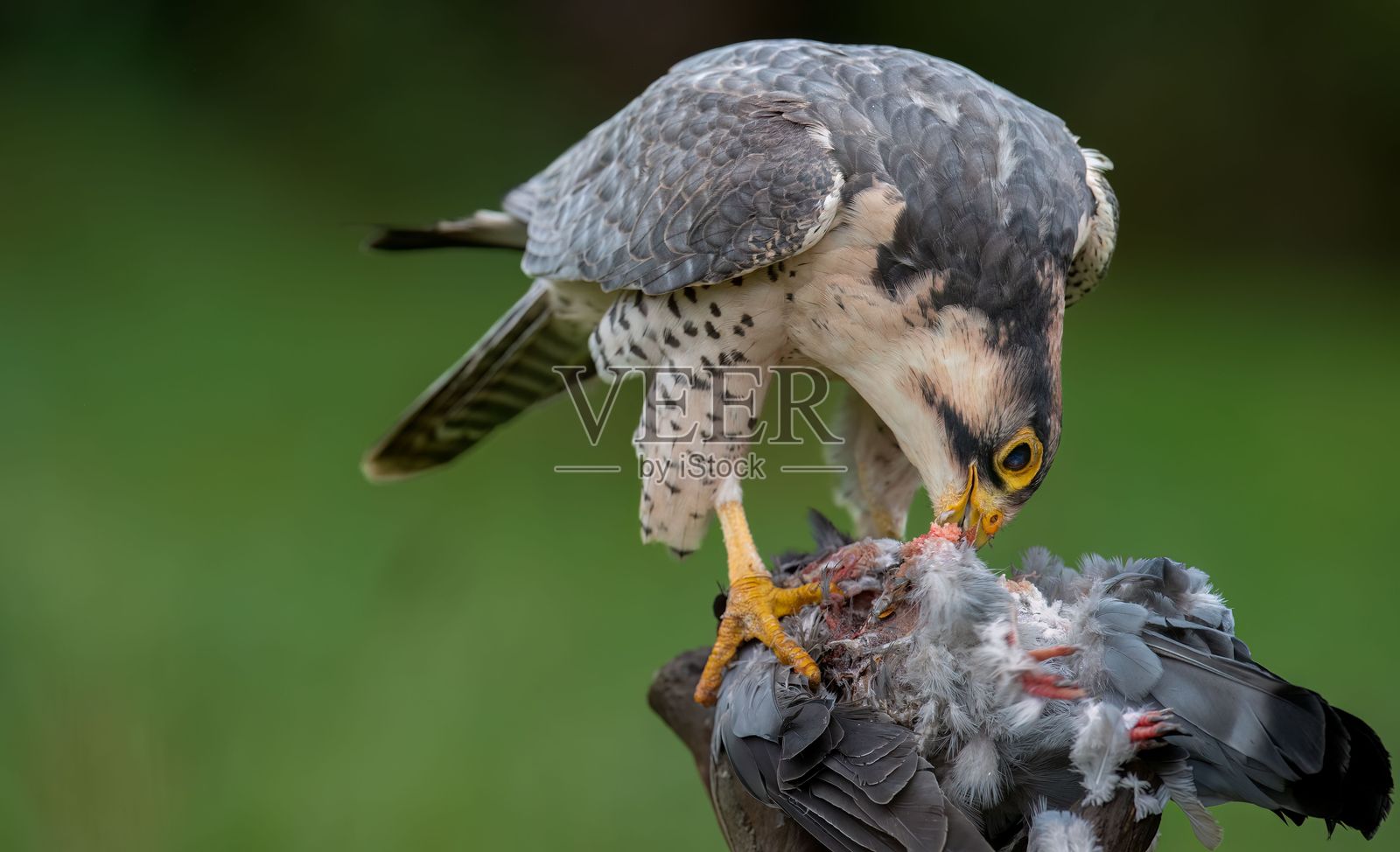 游隼正在捕食猎物。照片摄影图片