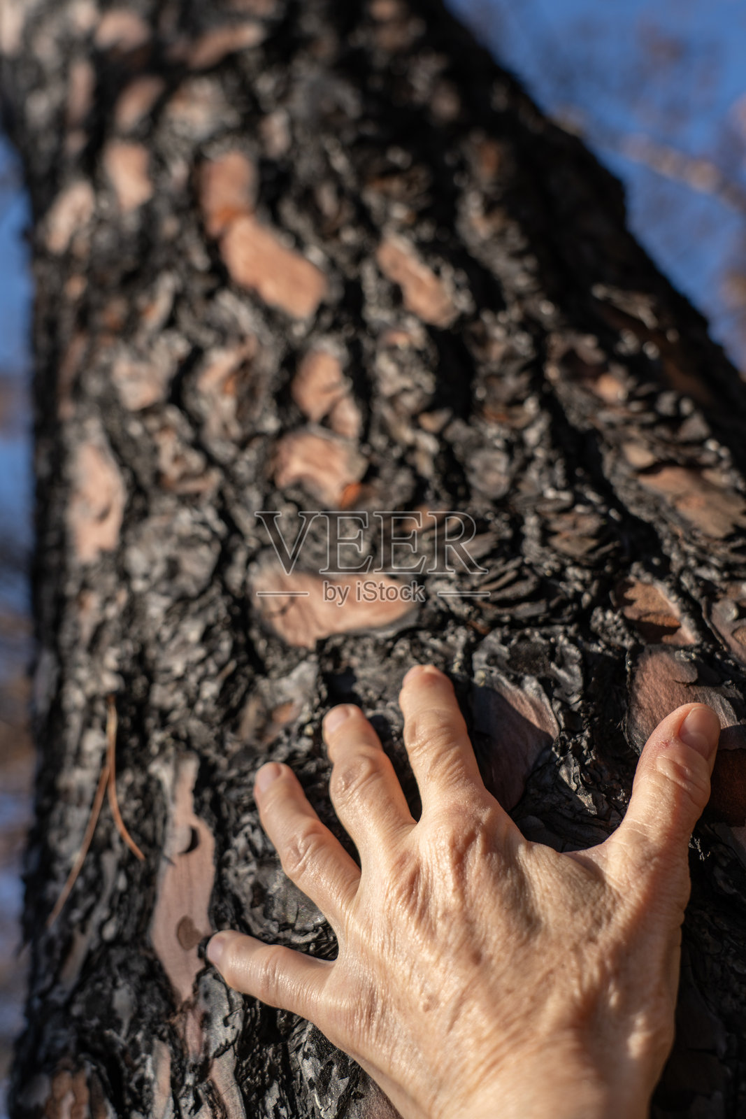 手放在烧焦的树干上，克罗地亚维莱比特山照片摄影图片