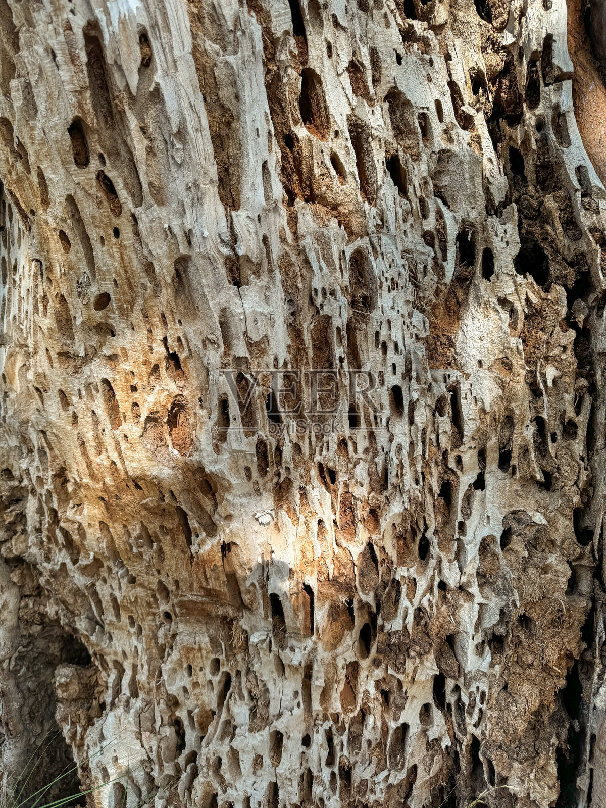 阳光下有自然孔洞和纹理的风化木材复杂纹理照片摄影图片