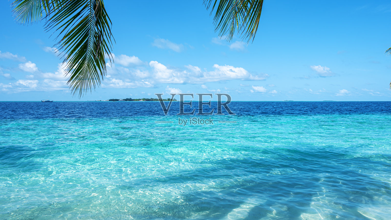 热带棕榈叶与碧蓝海洋和阳光明媚的蓝天，留白场景照片摄影图片