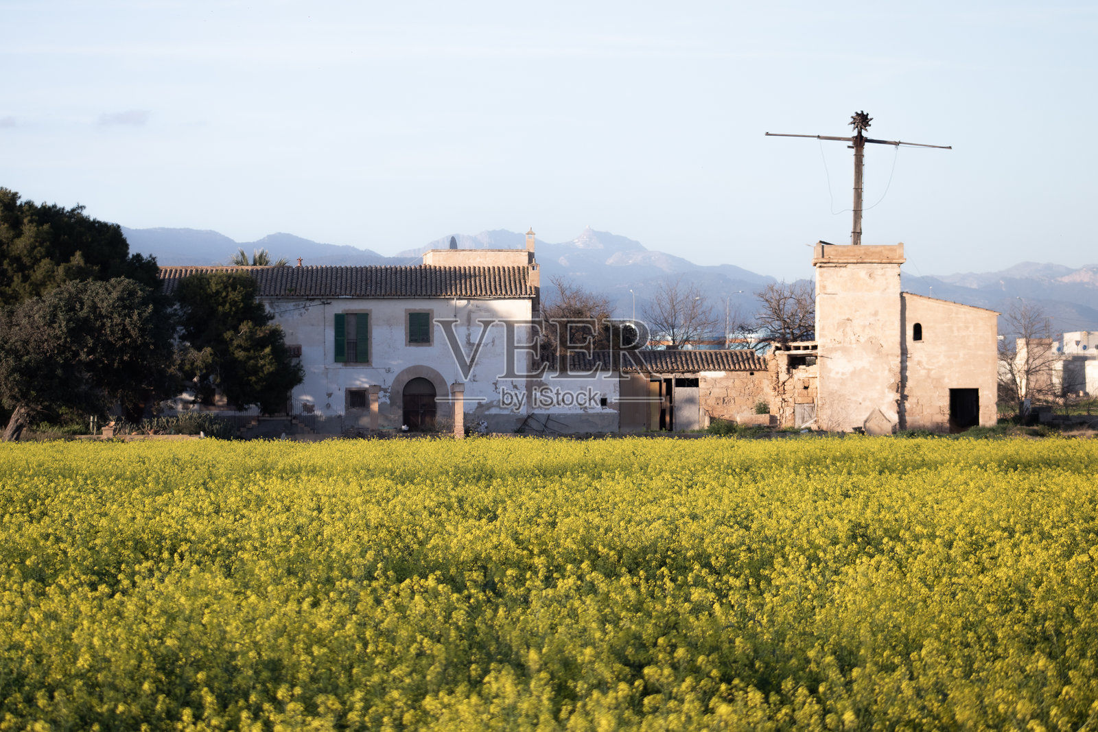 黄色和绿色花朵的风景照片摄影图片