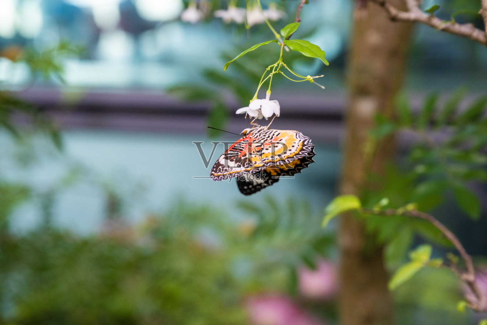 新加坡樟宜机场的蝴蝶园，温室中的蝴蝶与绿叶相映成趣。照片摄影图片
