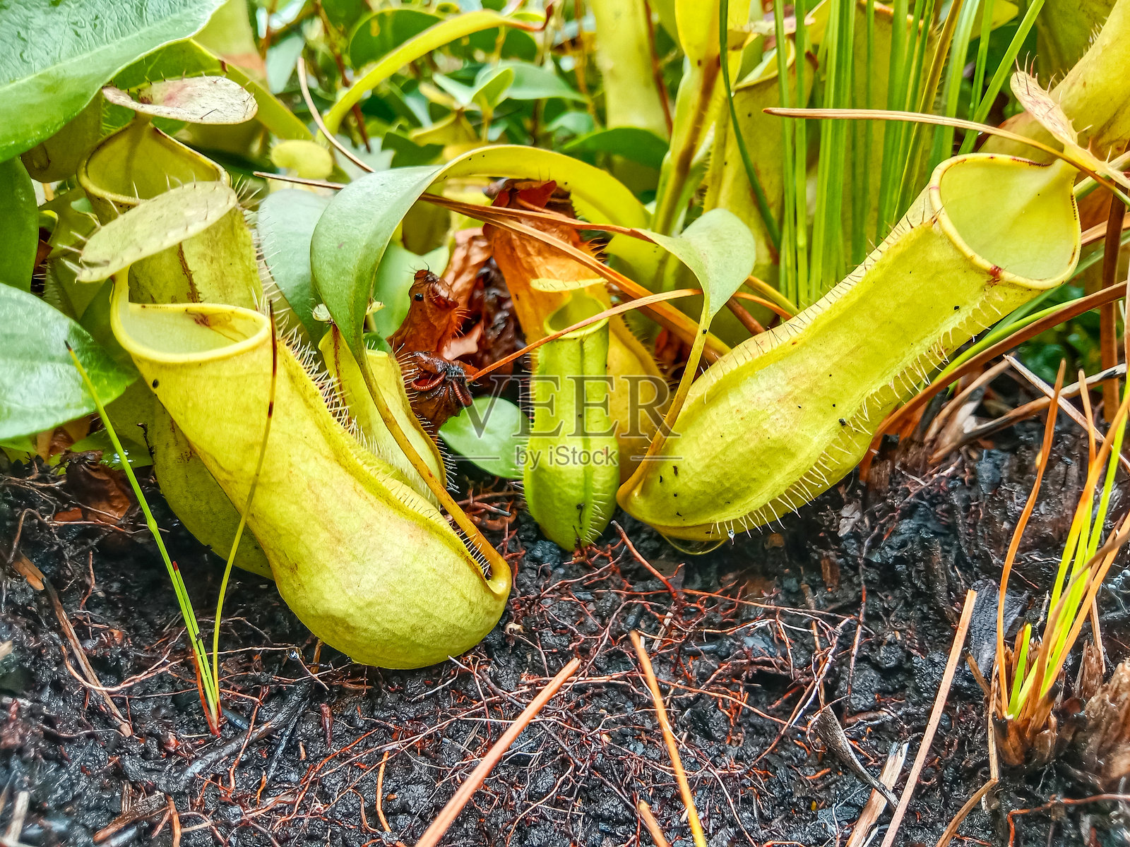 猪笼草是一种食肉植物的属，也被称为热带瓶子草或猴杯，属于单型科猪笼草科。森林中的热带瓶子草。照片摄影图片