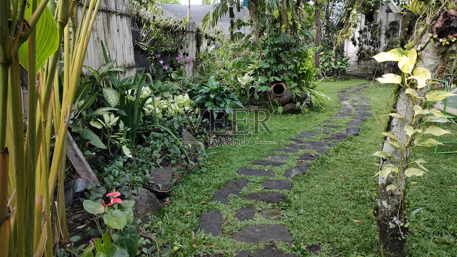 宁静的热带花园照片摄影图片