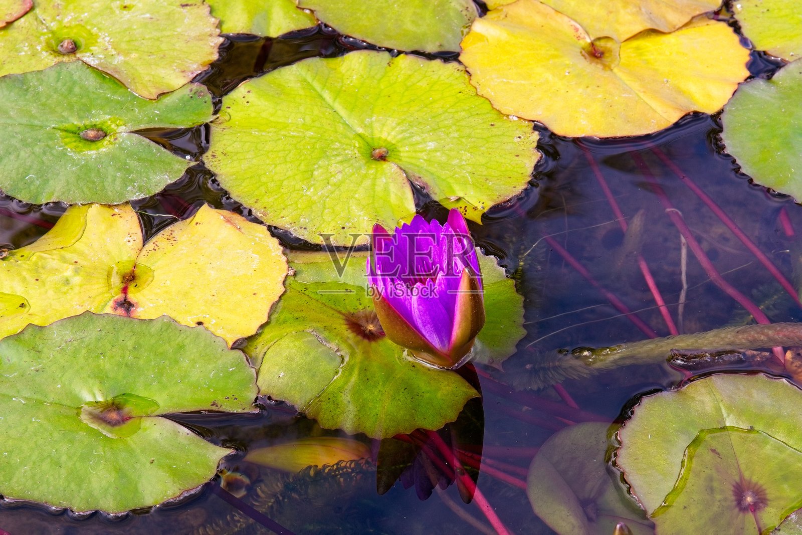 一朵鲜艳的紫色莲花盛开，周围环绕着睡莲叶。照片摄影图片