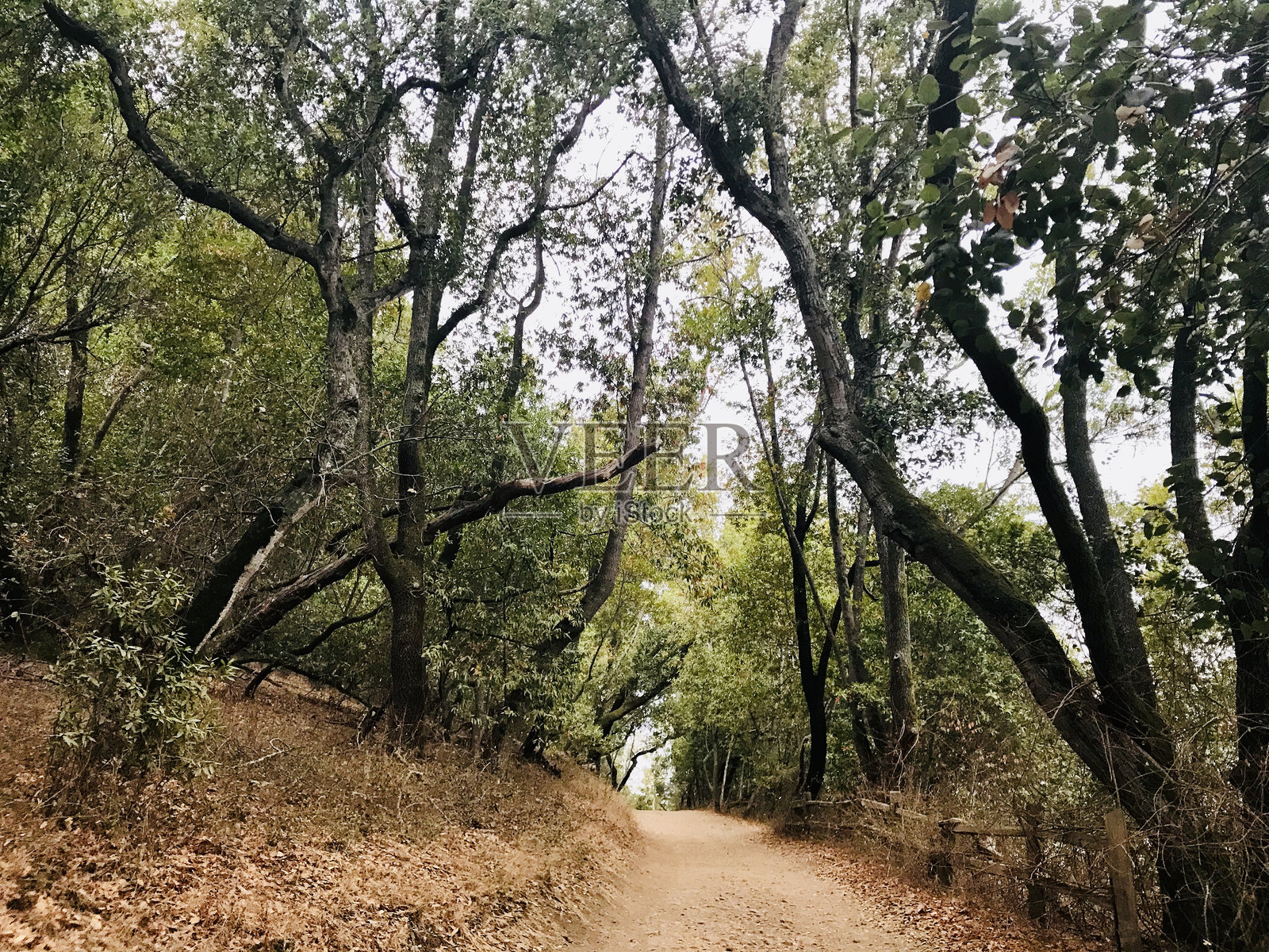 小径照片摄影图片