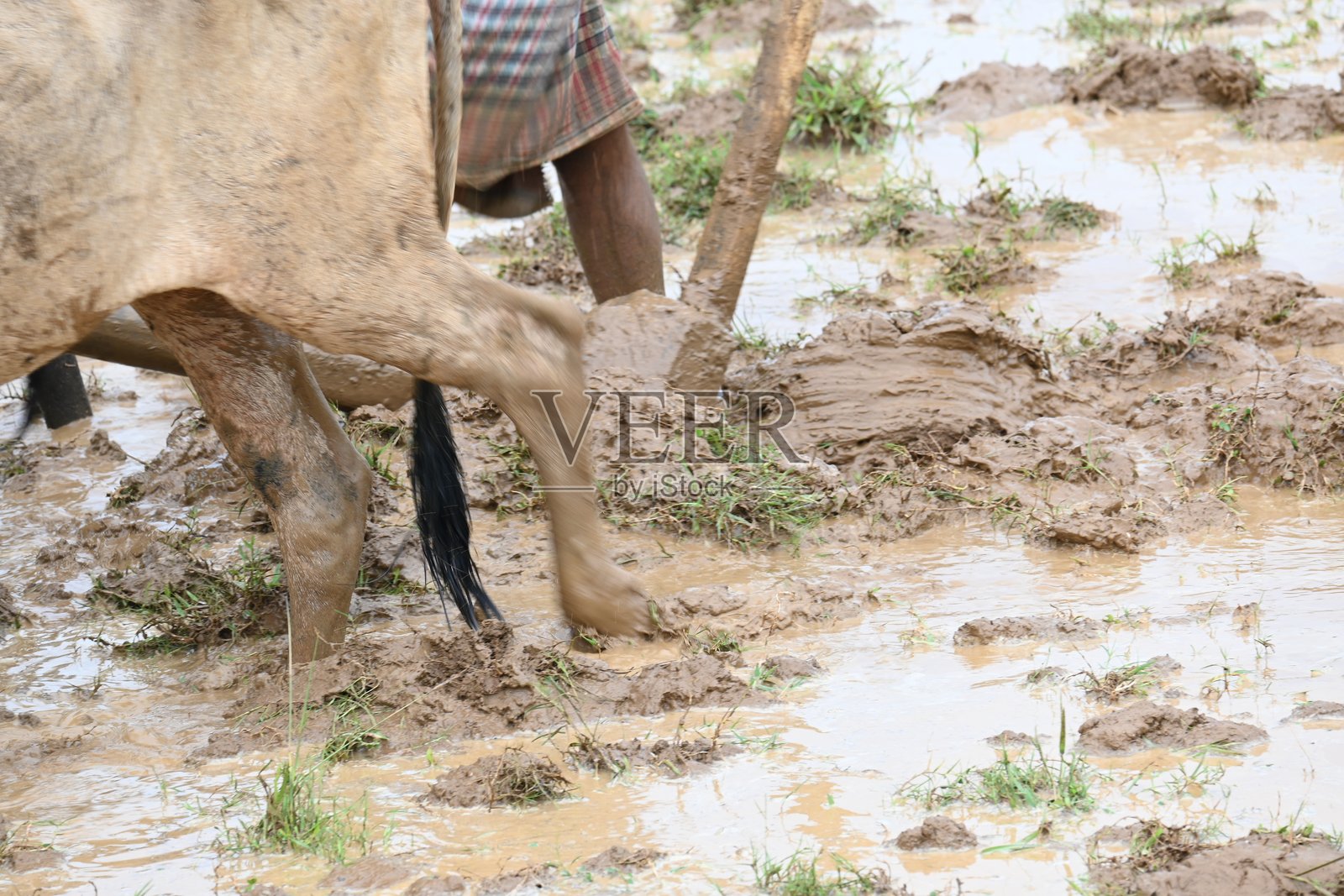 农民在灌满水的田地里耕作。照片摄影图片