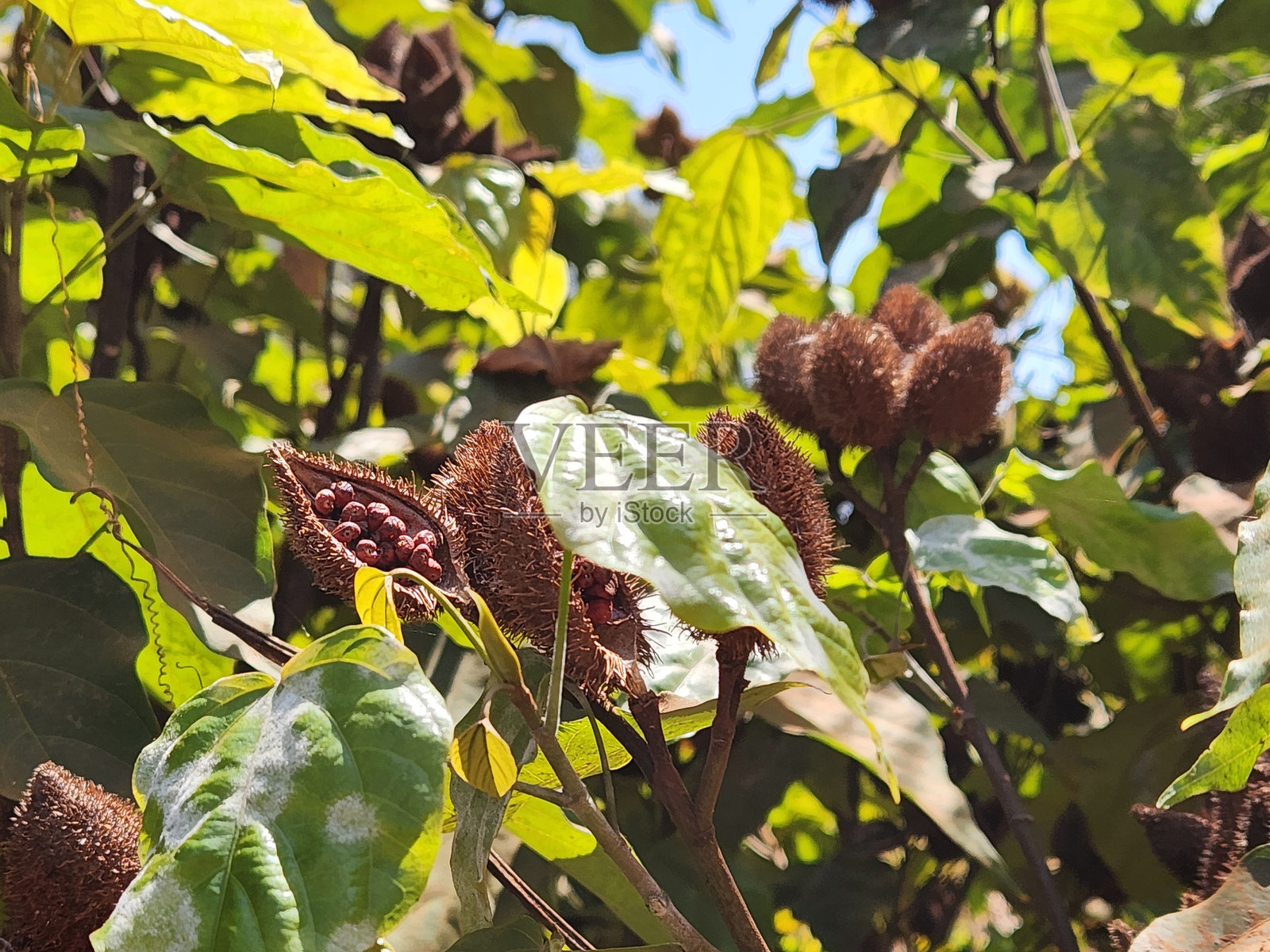 乌鲁库姆（Bixa orellana）植物上的水果：一种色彩斑斓的宝藏，热带景观中的乌鲁库姆果实细节，赋予自然色彩的水果照片摄影图片