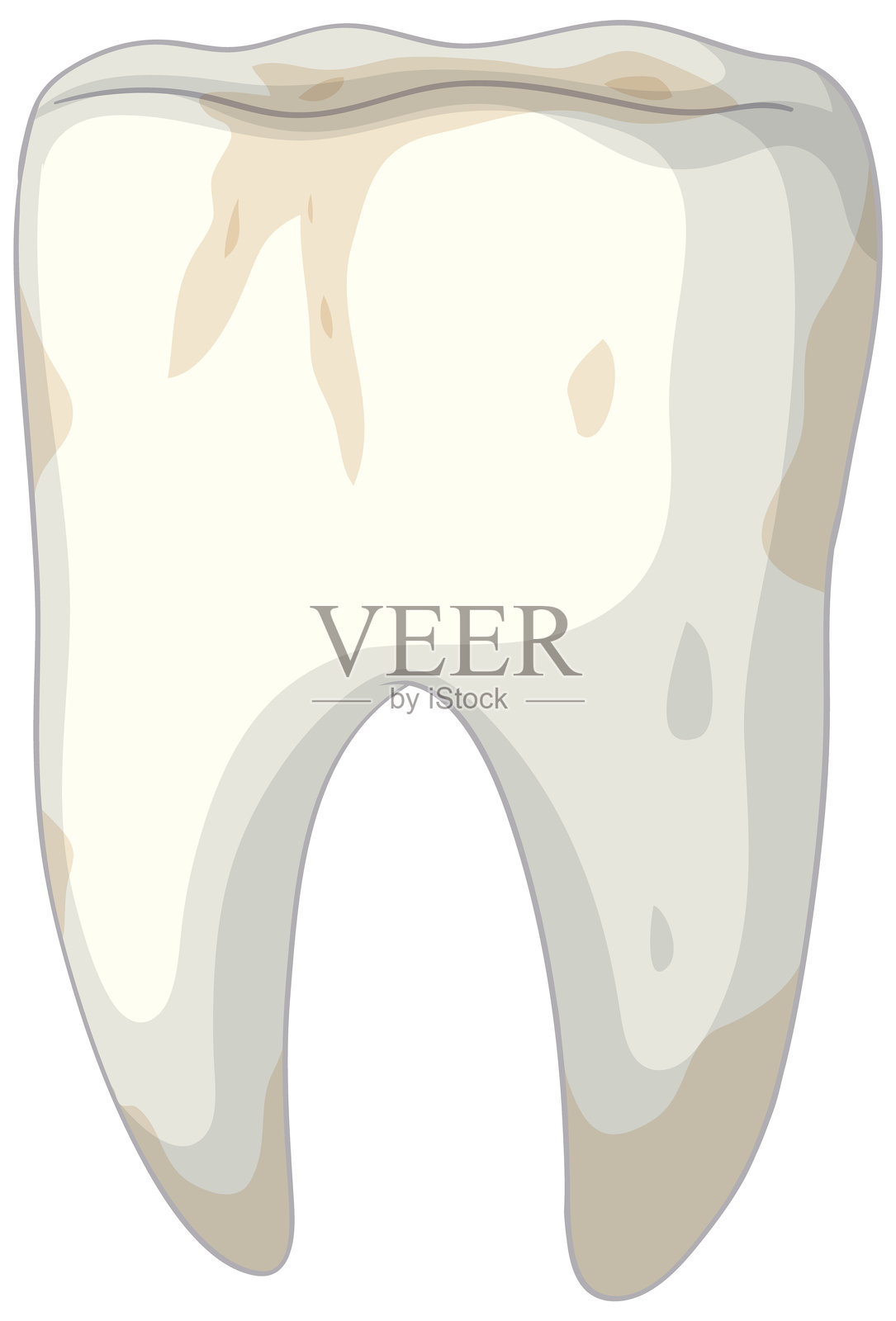 人类牙齿的详细描绘插画图片素材