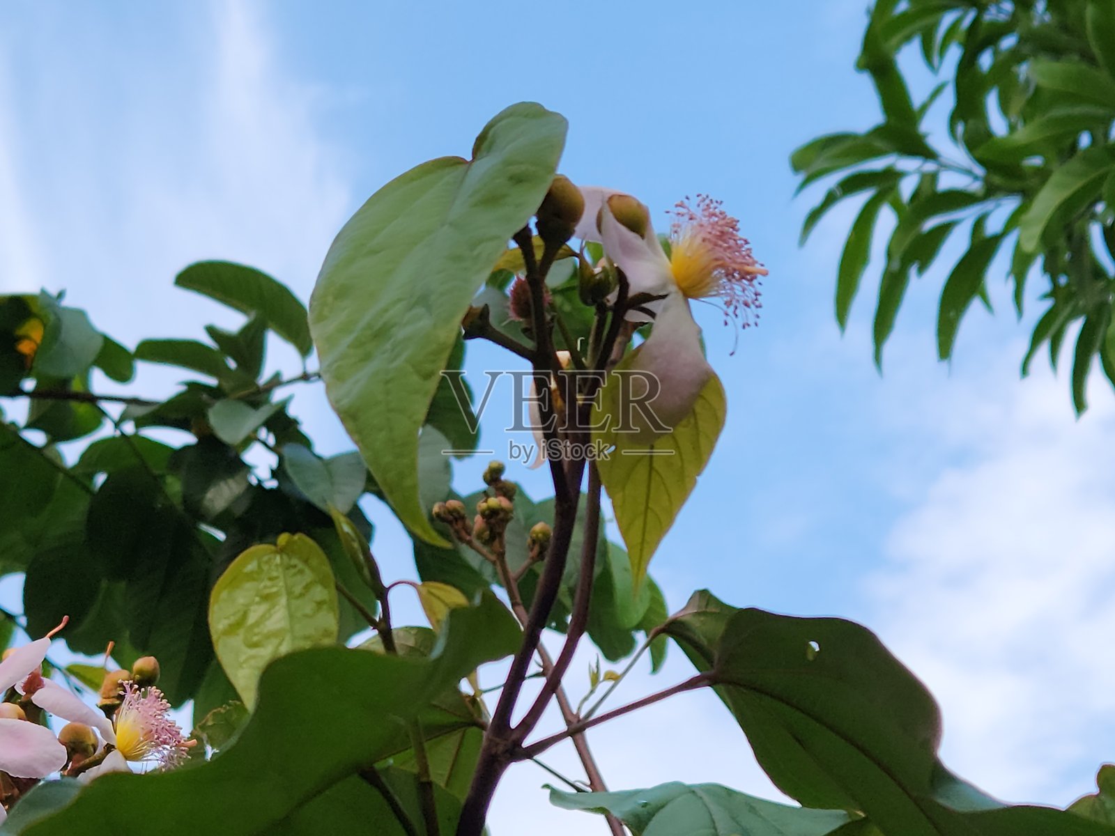 乌鲁库姆（Bixa orellana）花朵和花蕾的细节：热带之美的突出，乌鲁库姆从花蕾到盛开的过渡，花蕾与花朵的自然和谐照片摄影图片