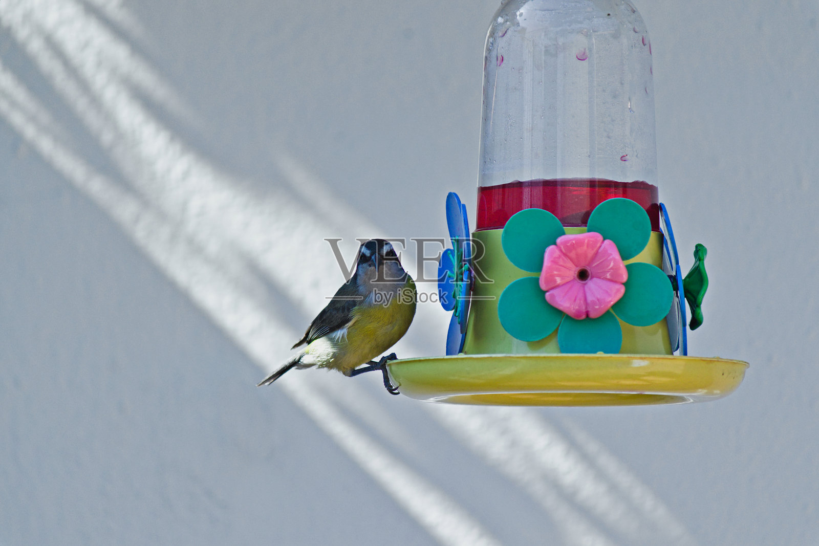 被称为香蕉雀（coereba flaveola）的鸟，栖息在塑料喂鸟器上，盯着镜头。照片摄影图片
