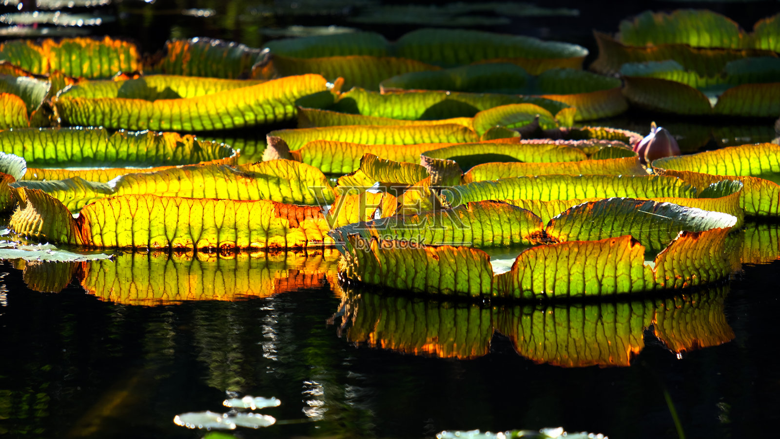 金色时光的睡莲叶照片摄影图片