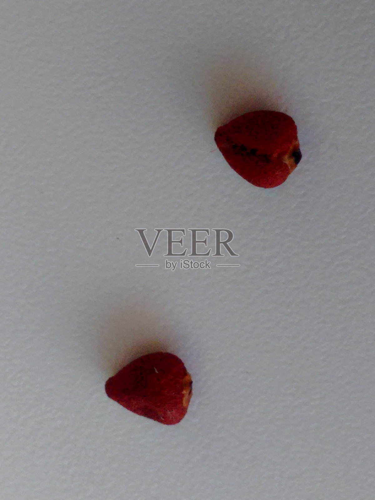 乌鲁库姆（Bixa orellana）种子：天然色素的来源，红色丰富的安纳托种子，微小的色彩与生命源泉照片摄影图片