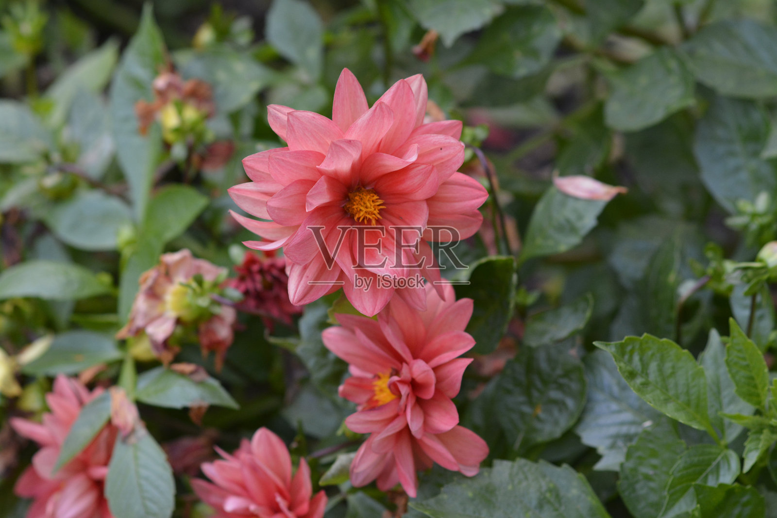 粉色花朵照片摄影图片