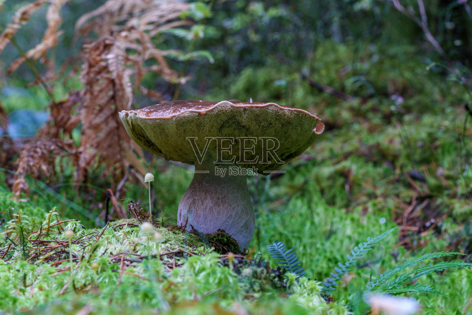 一朵美丽的蘑菇在宁静的森林苔藓中生长，牛肝菌照片摄影图片