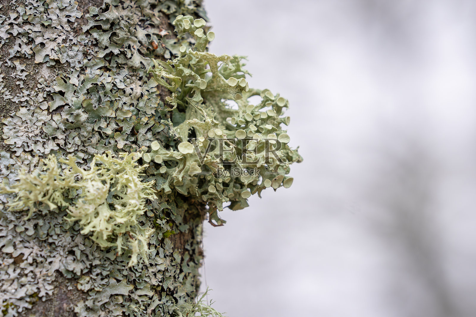 一棵覆盖着苔藓和灌木状果藓的树。照片摄影图片
