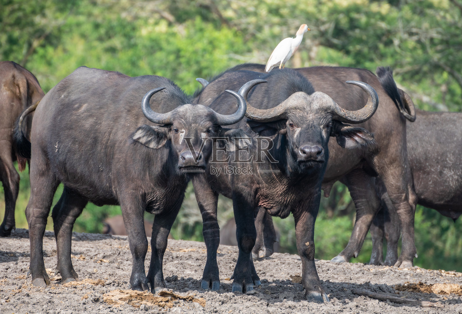 一大群水牛聚集在乌干达的泥土田野中。照片摄影图片