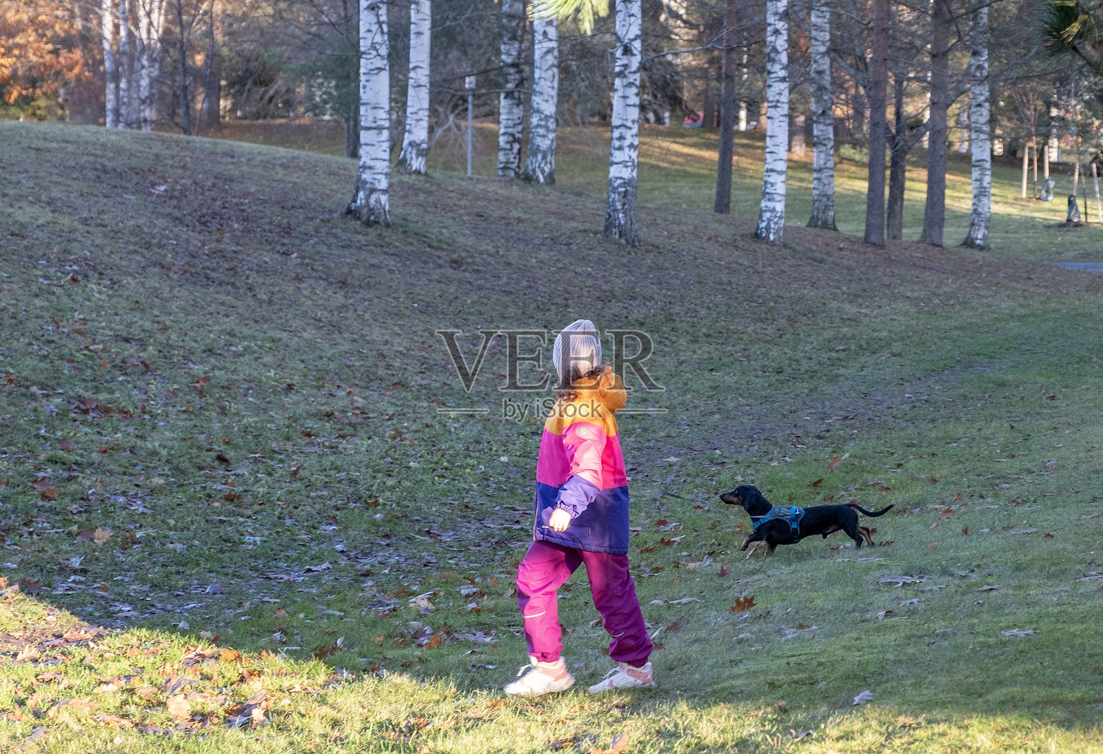 秋天，少女在城市公园里遛她的光滑毛皮腊肠犬。照片摄影图片