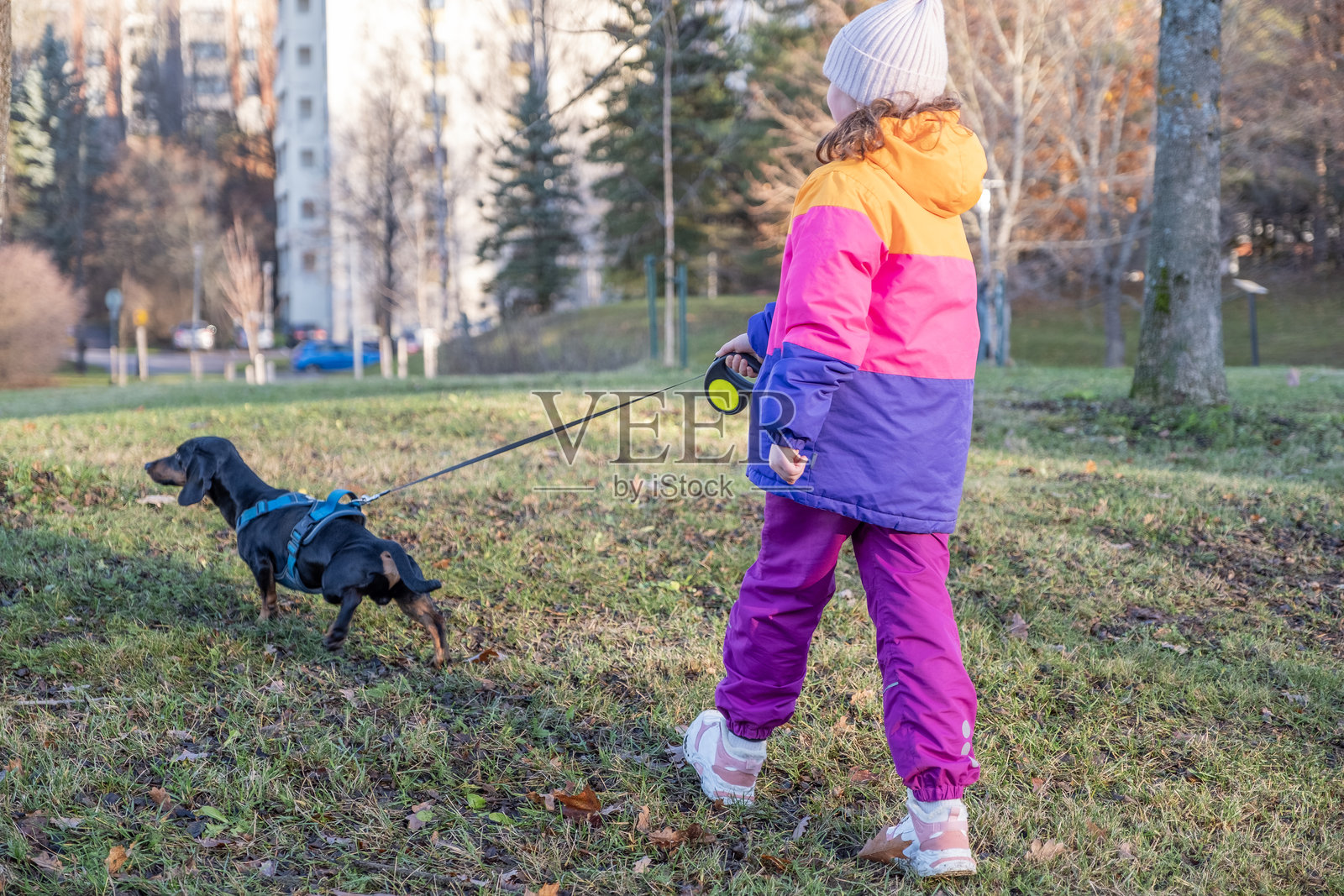 秋天，少女在城市公园里遛她的光滑毛皮腊肠犬。照片摄影图片