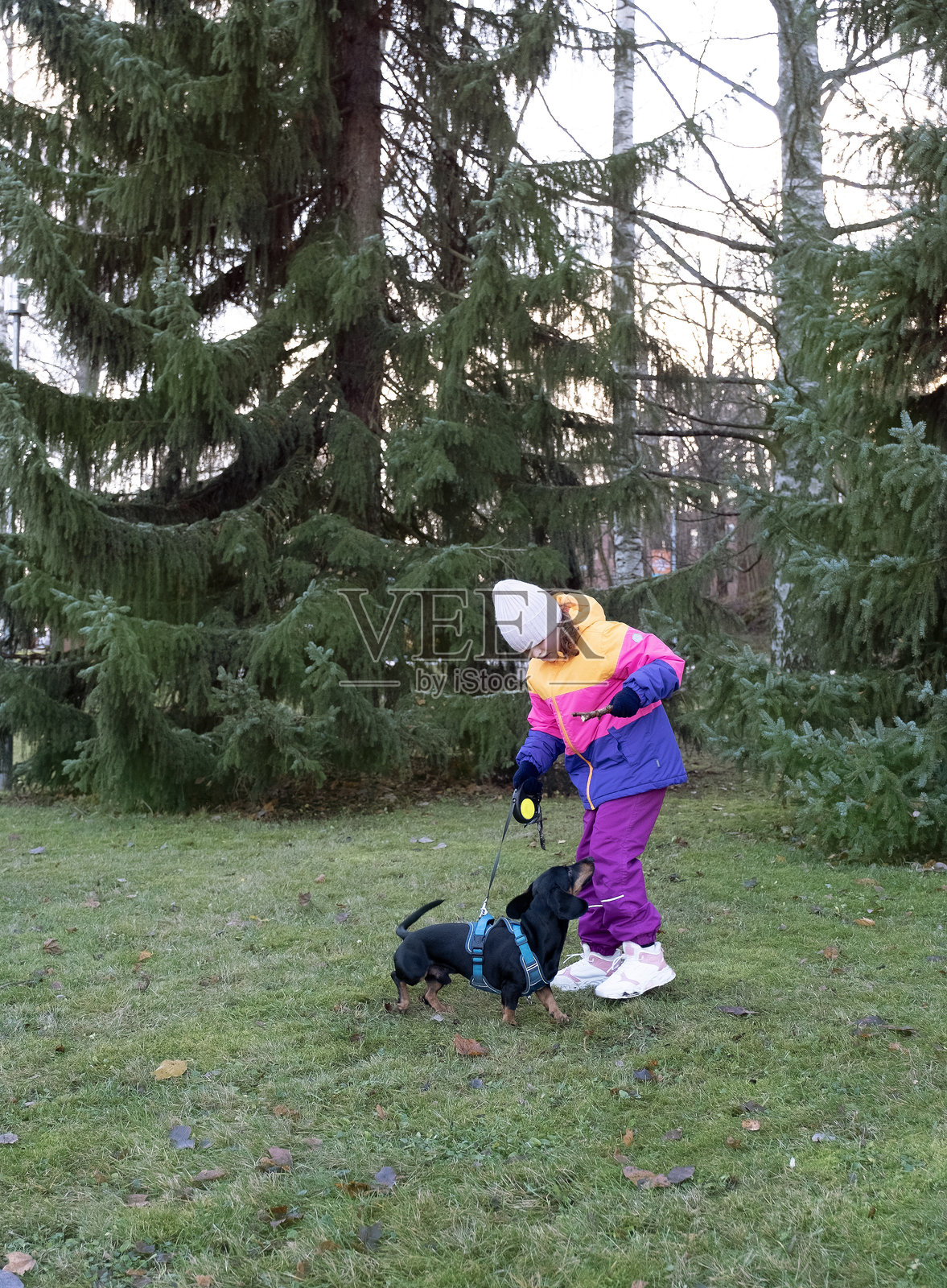 9岁白人女孩在秋天的城市公园里与一只短毛腊肠犬玩耍，享受快乐时光。照片摄影图片