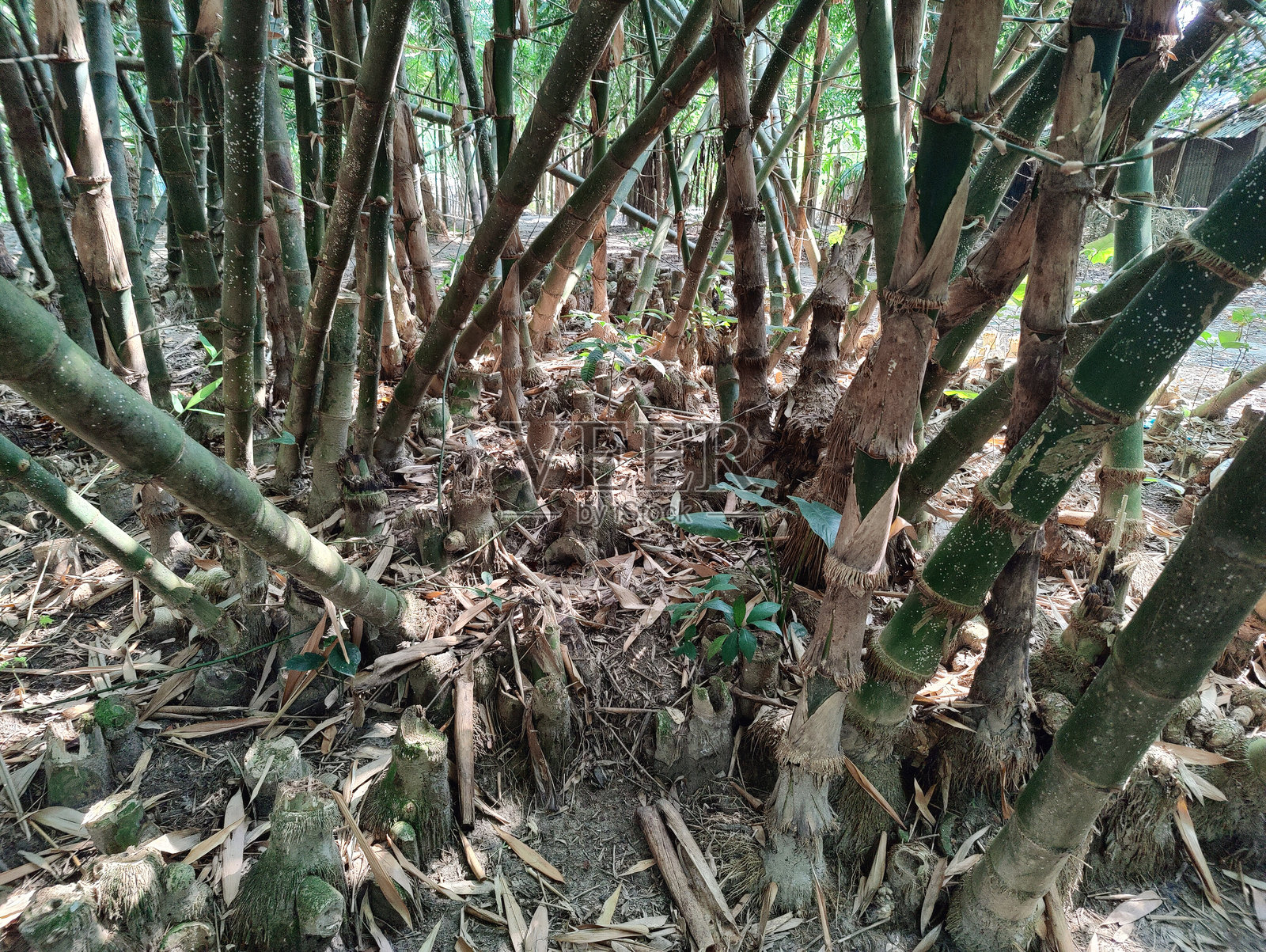丛林中的竹林。照片摄影图片