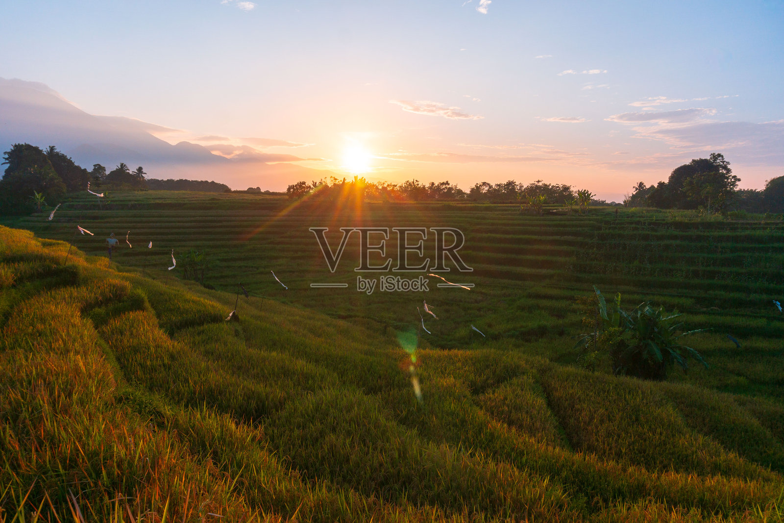 美丽的早晨景色，印度尼西亚全景，稻田与美丽的色彩和自然光的天空照片摄影图片