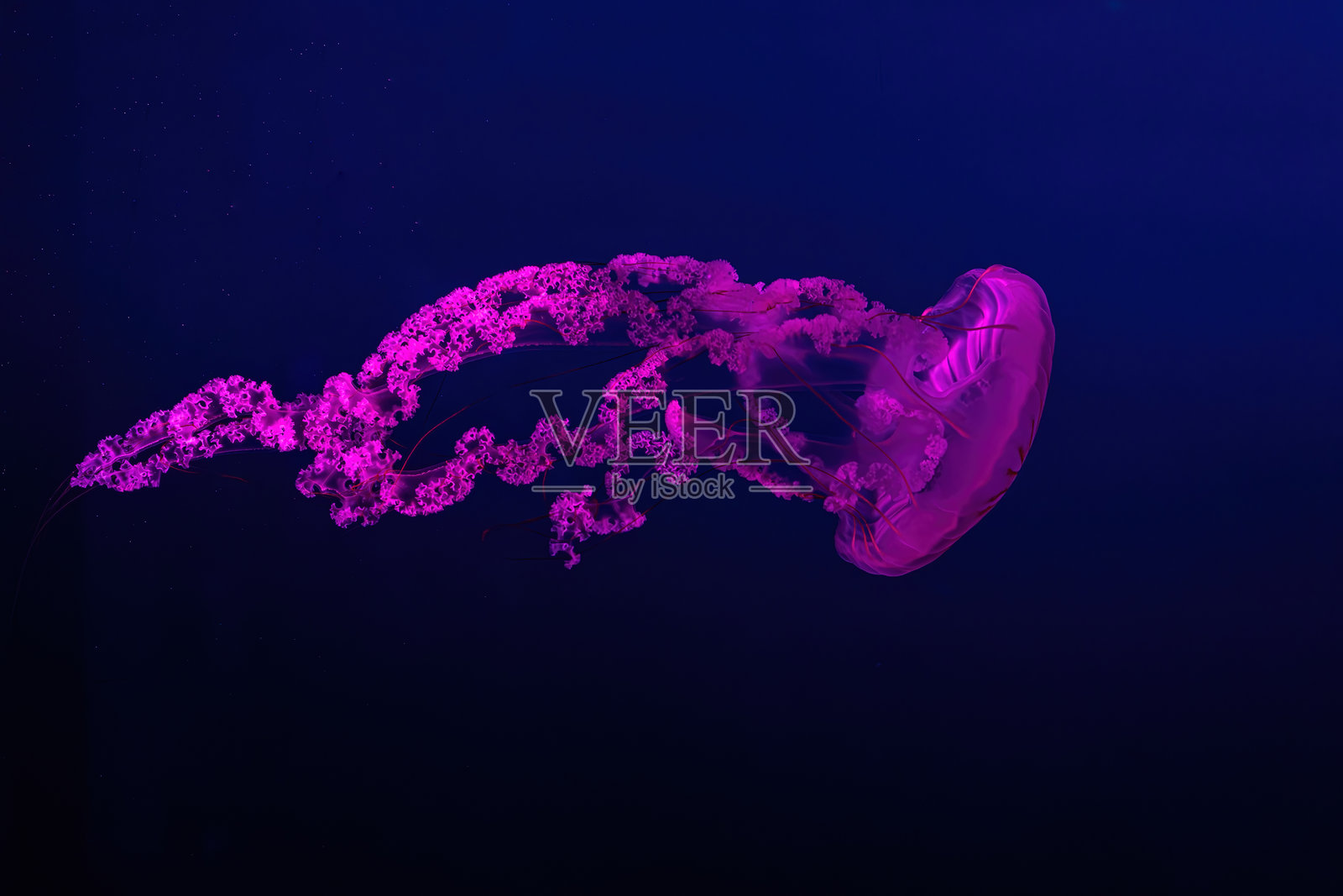 南美海蜇（Chrysaora plocamia）在水族馆中游动，伴有灯光照明照片摄影图片