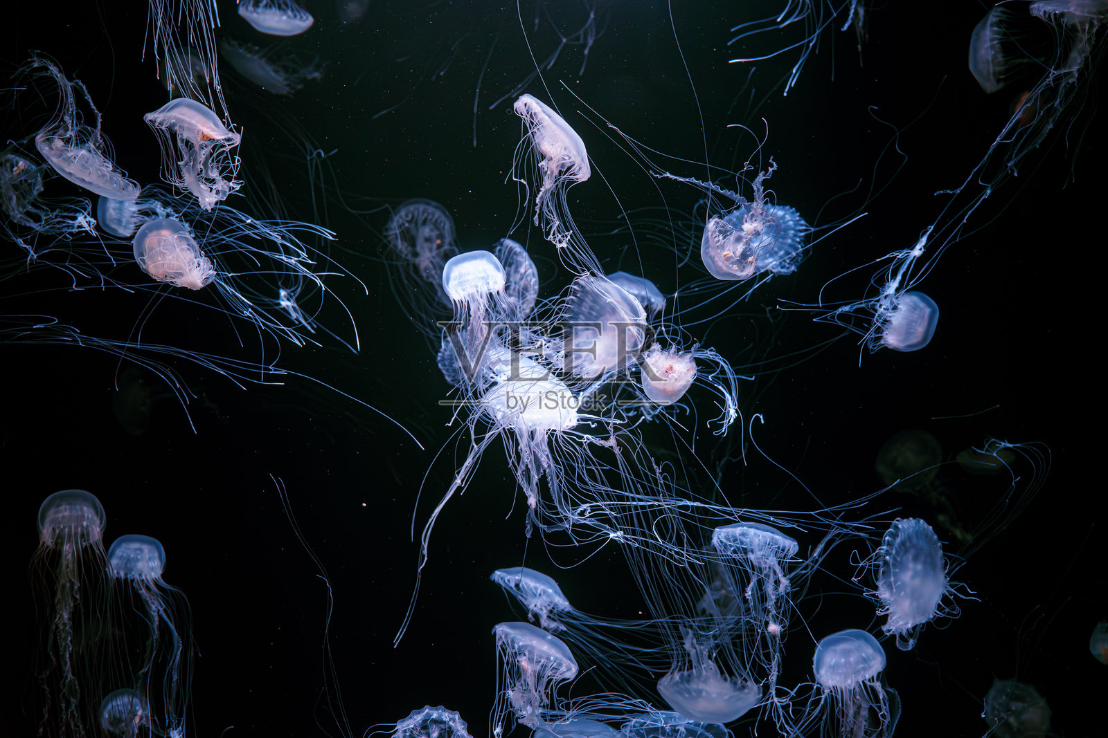 一群大西洋海蜇在发光的水族馆中漂浮，周围有霓虹灯光。照片摄影图片