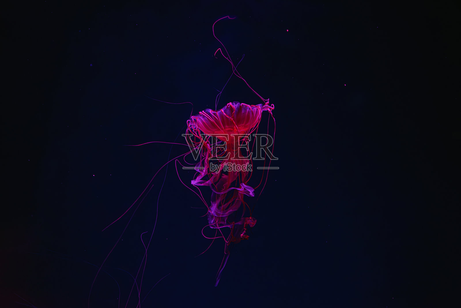 荧光水母在水下水族馆池中游动，伴有红色霓虹灯光。照片摄影图片