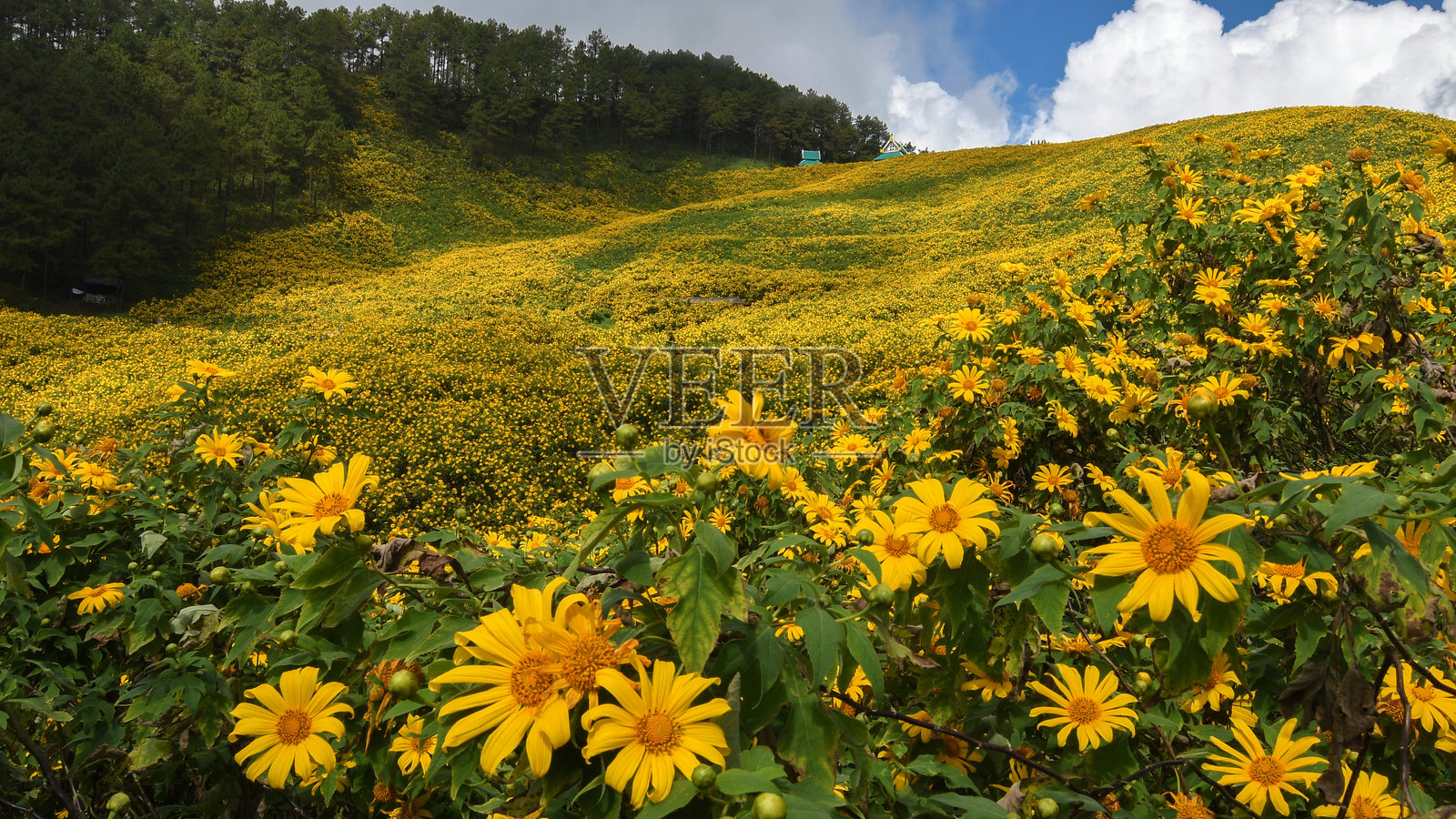 在泰国梅洪顺的多伊昆尤安，野生墨西哥向日葵田盛开。照片摄影图片