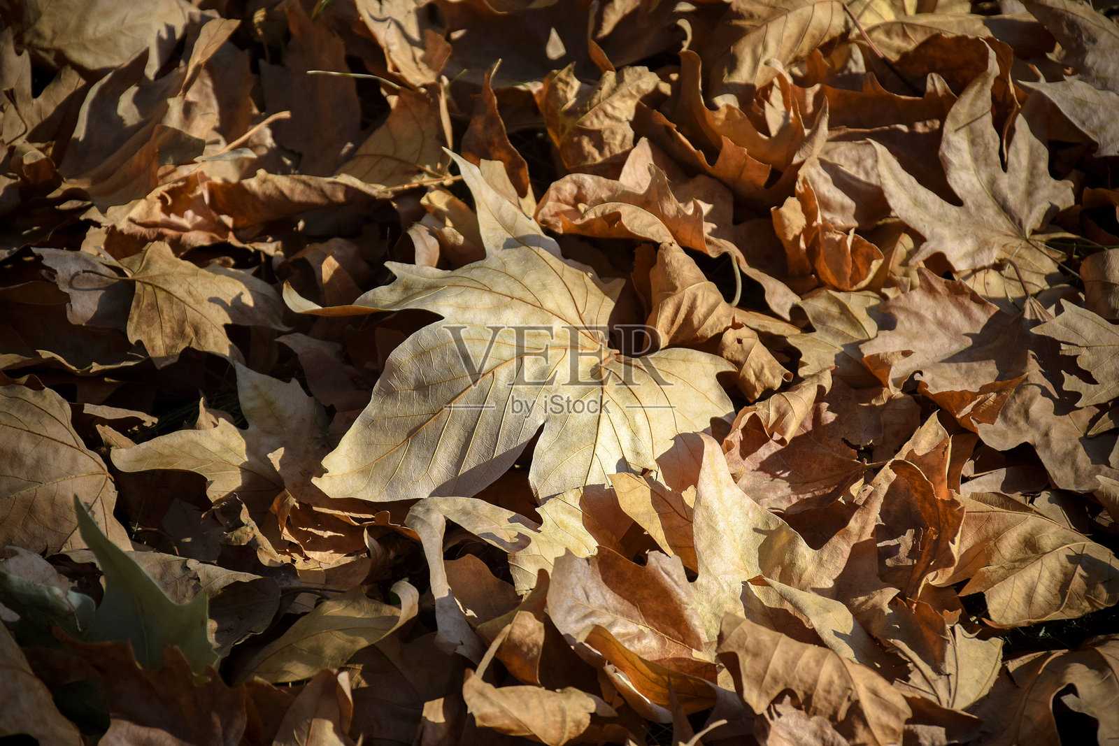秋天落下的干枯的白杨树叶。背景纹理。选择性对焦。特写。照片摄影图片
