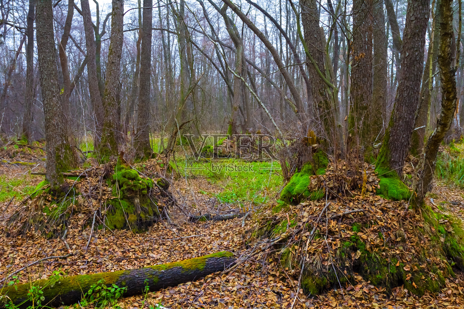 宁静潮湿的秋季森林空地笼罩在雾中照片摄影图片