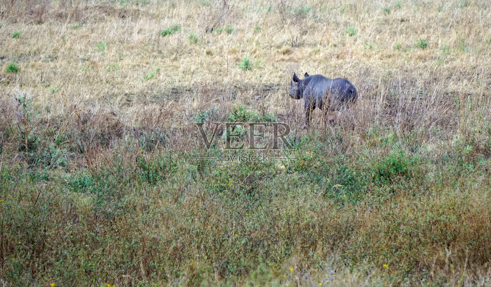 坦桑尼亚野生动物照片摄影图片