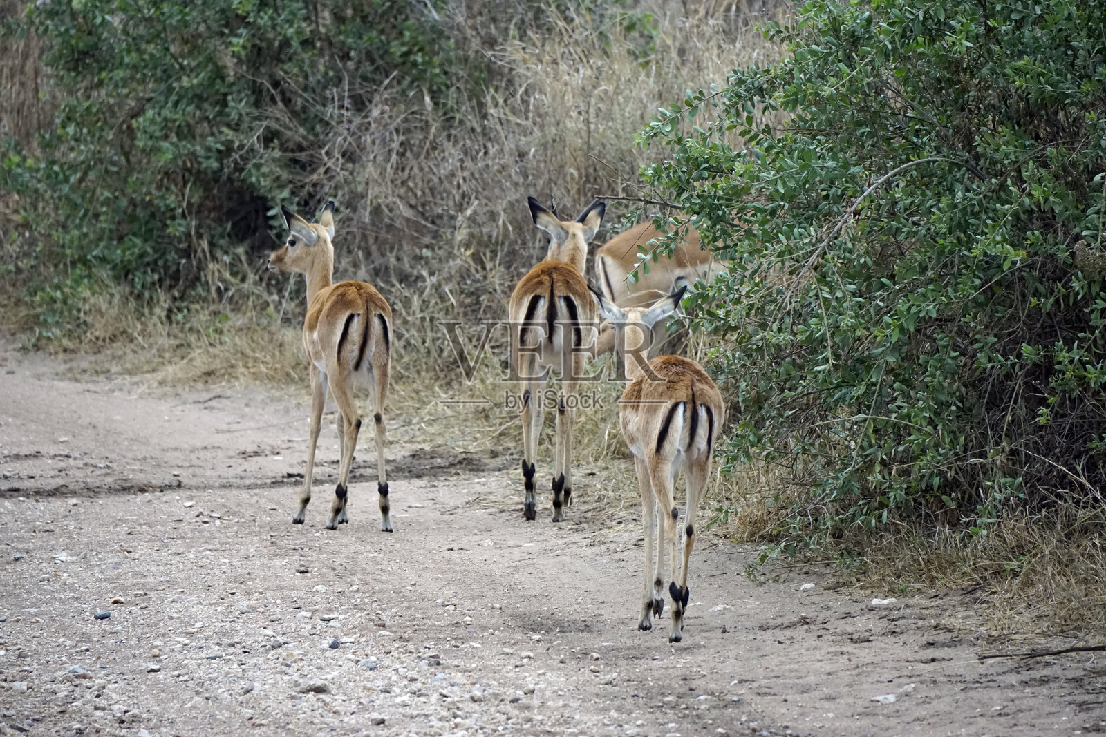 坦桑尼亚野生动物照片摄影图片