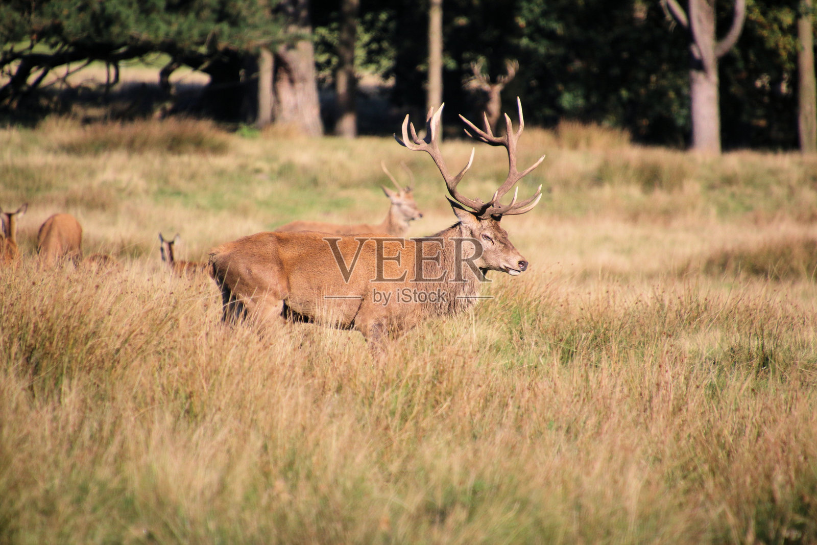 一群红鹿的景观照片摄影图片