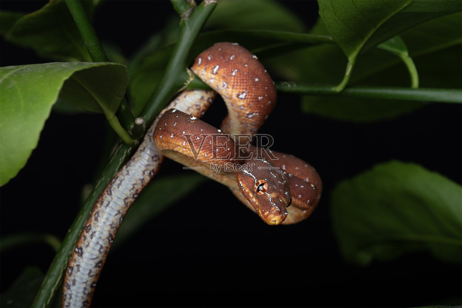 纳盖娜照片摄影图片