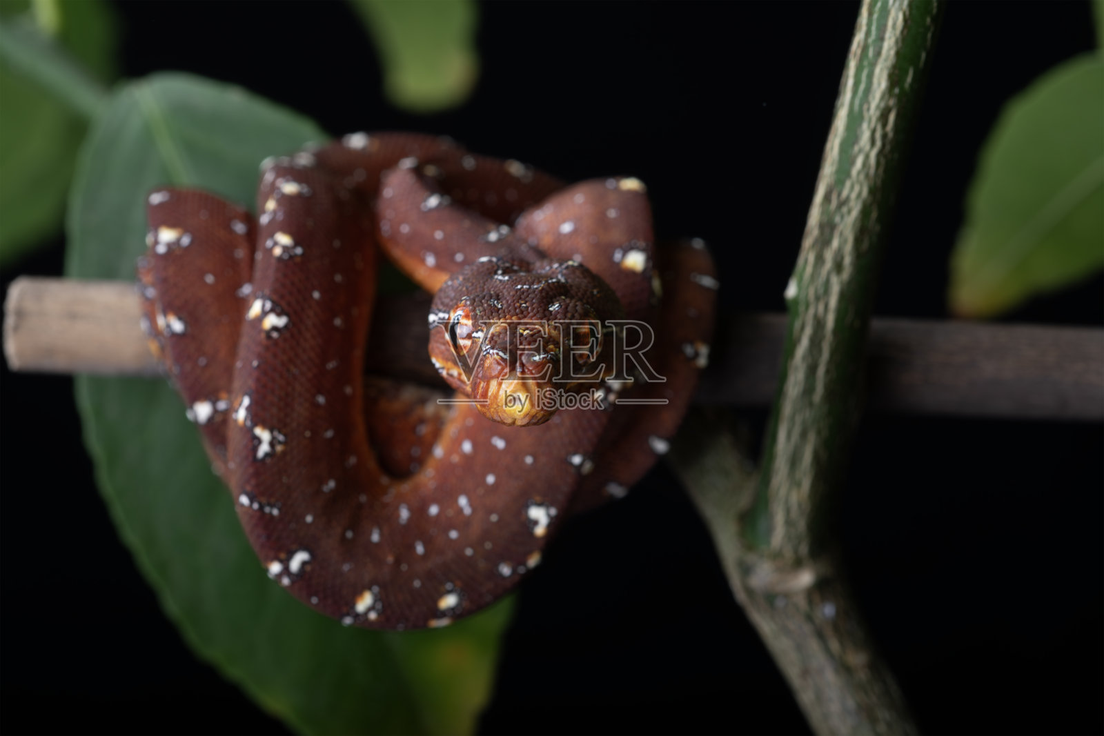 纳盖娜照片摄影图片