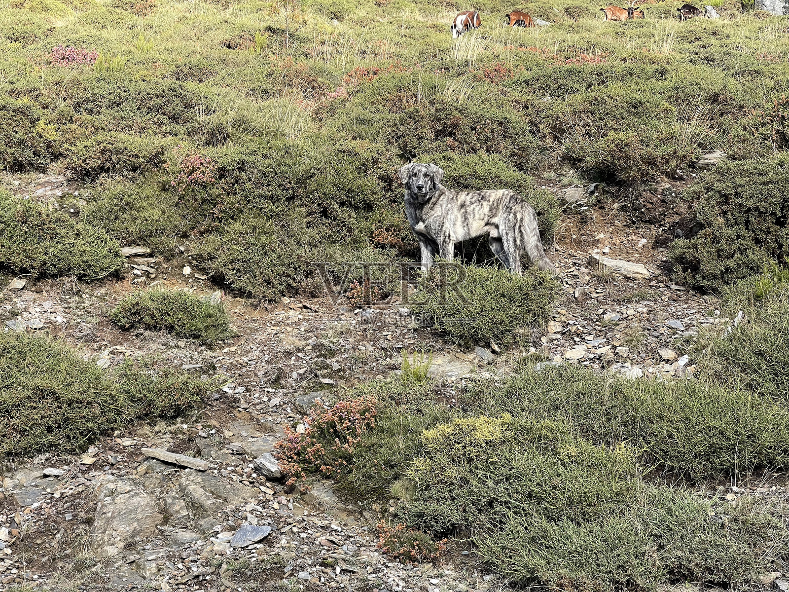 雄伟的狗站在崎岖的山地地形中照片摄影图片
