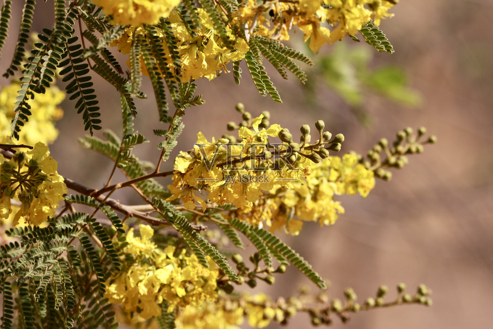 树上的黄色花朵照片摄影图片