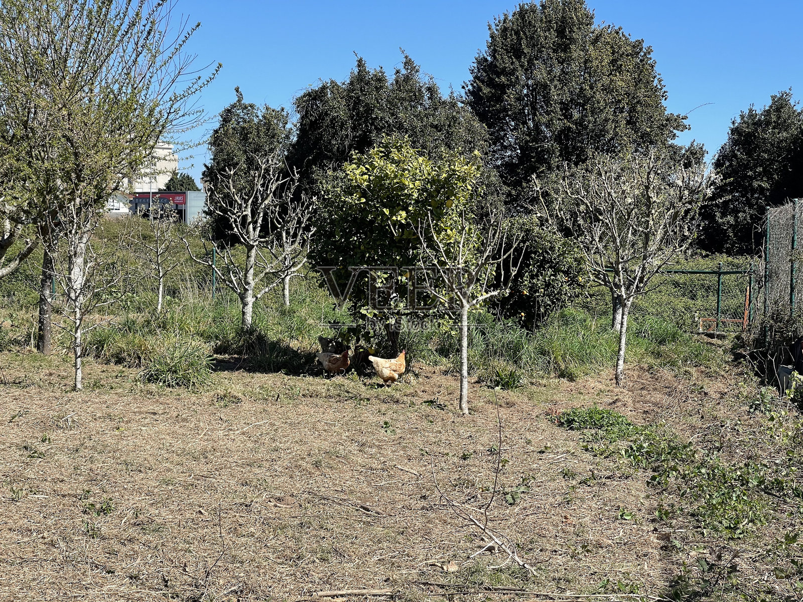 阳光明媚的果园里，鸡群在郁郁葱葱的绿地上觅食照片摄影图片