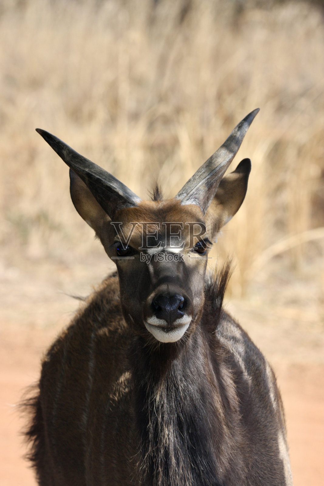 雄性尼亚拉的正面视图照片摄影图片